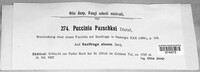 Puccinia pazschkei image